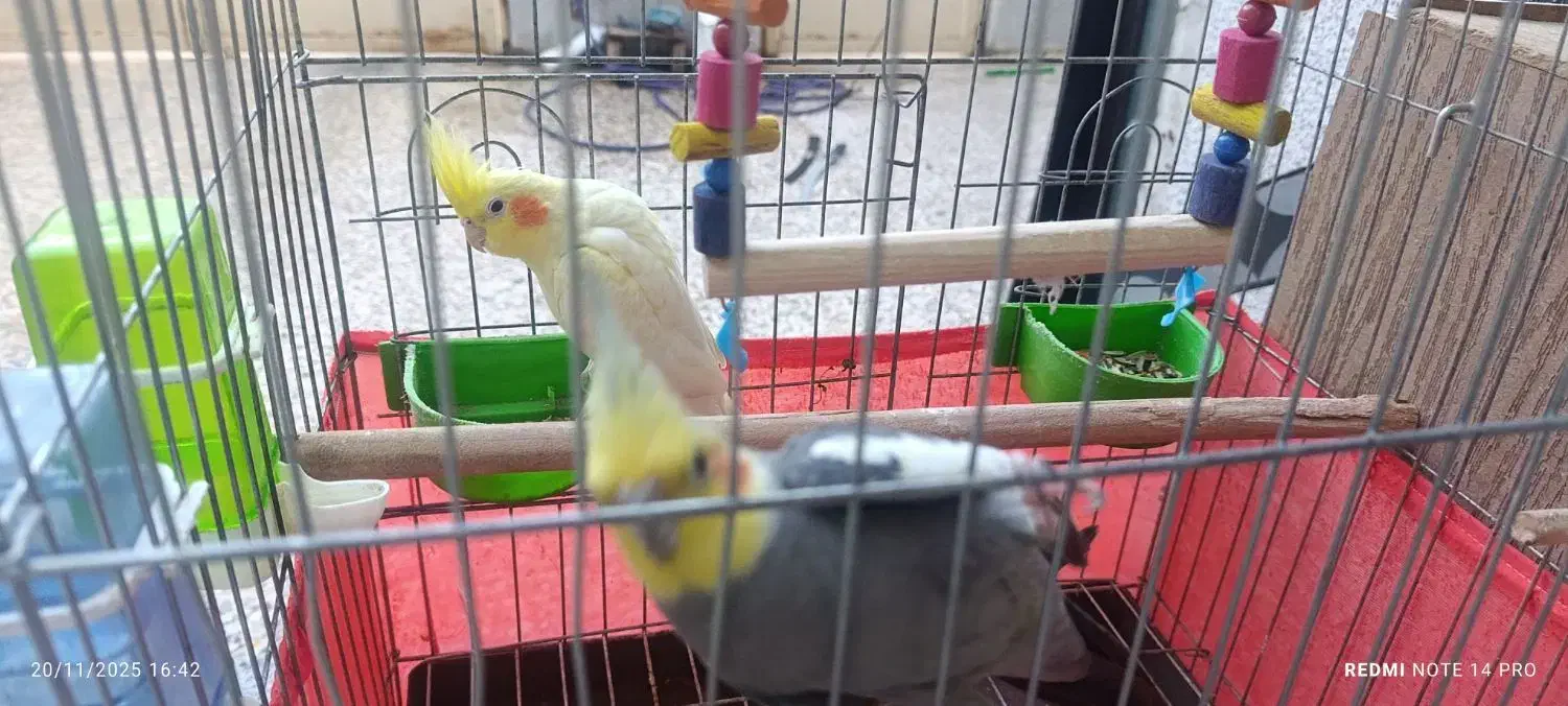 فروش جفت مولد عروس|پرنده|اندیمشک, |دیوار