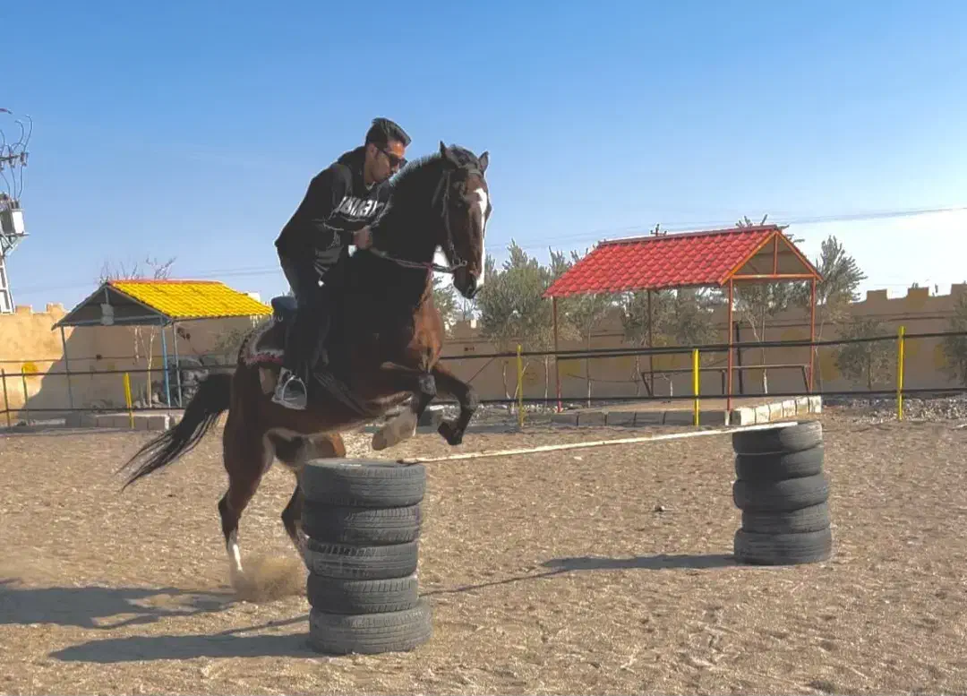 اسب تروبرد هولشتاین درساژ پرش|اسب و تجهیزات اسب‌سواری|رودهن, |دیوار