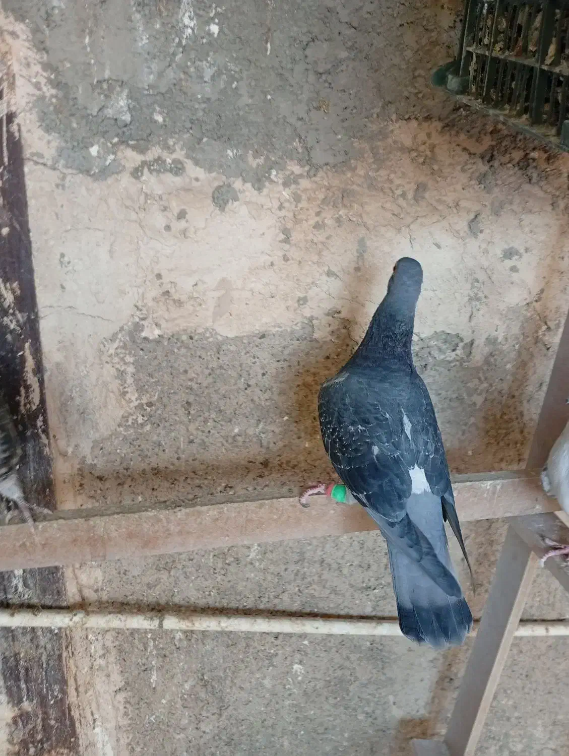 غریب گیری|پرنده|پاکدشت, حصار امیر|دیوار