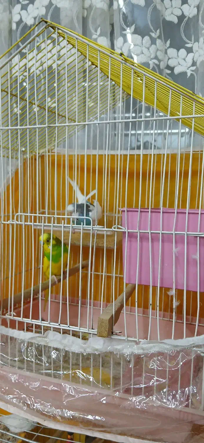 فروشی|پرنده|خمینی‌شهر, |دیوار