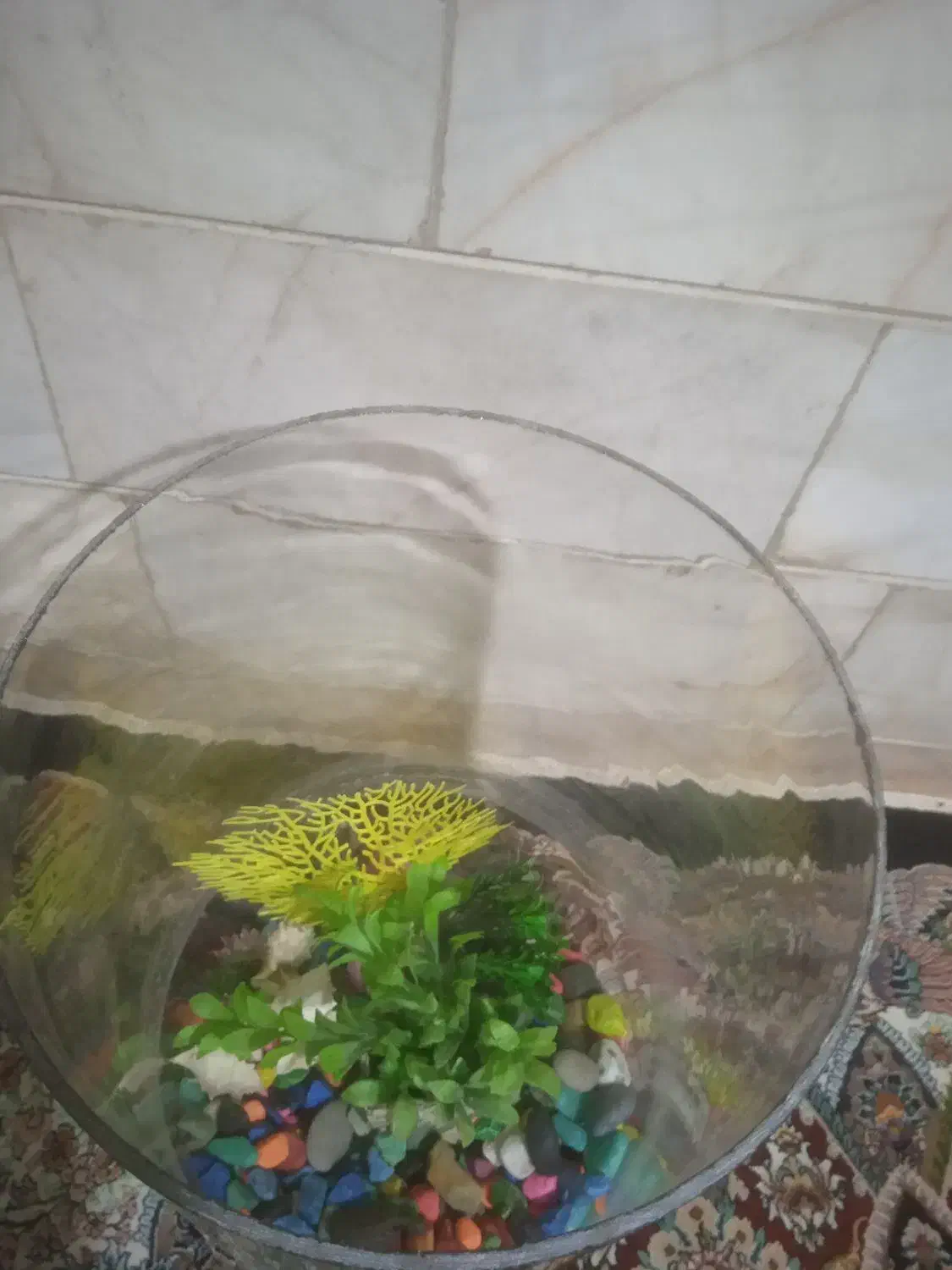 اکواریوم دایره سالم سالم|ماهی|ملایر, |دیوار