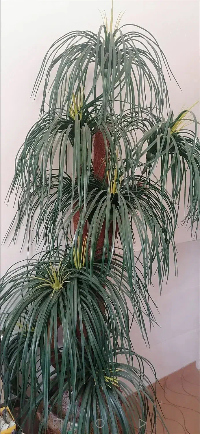 نخل مصنوعی|گل مصنوعی|صدرا-فارس, فاز ۲|دیوار