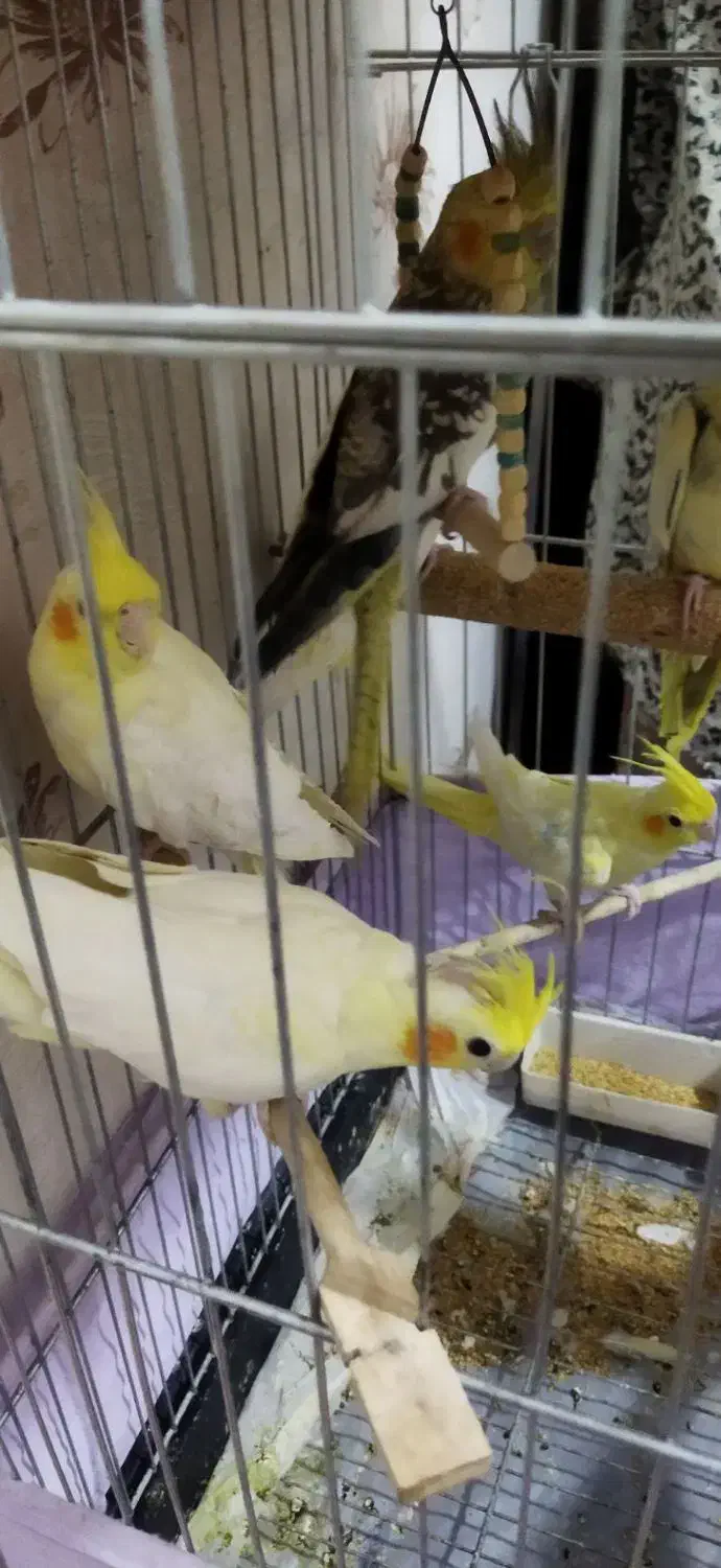 فروش پرنده عروس|پرنده|چهارباغ, |دیوار