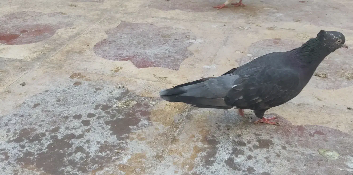 کفتر پلاکی ،یال،شهری|پرنده|شیراز, کرونی(خاتونک)|دیوار