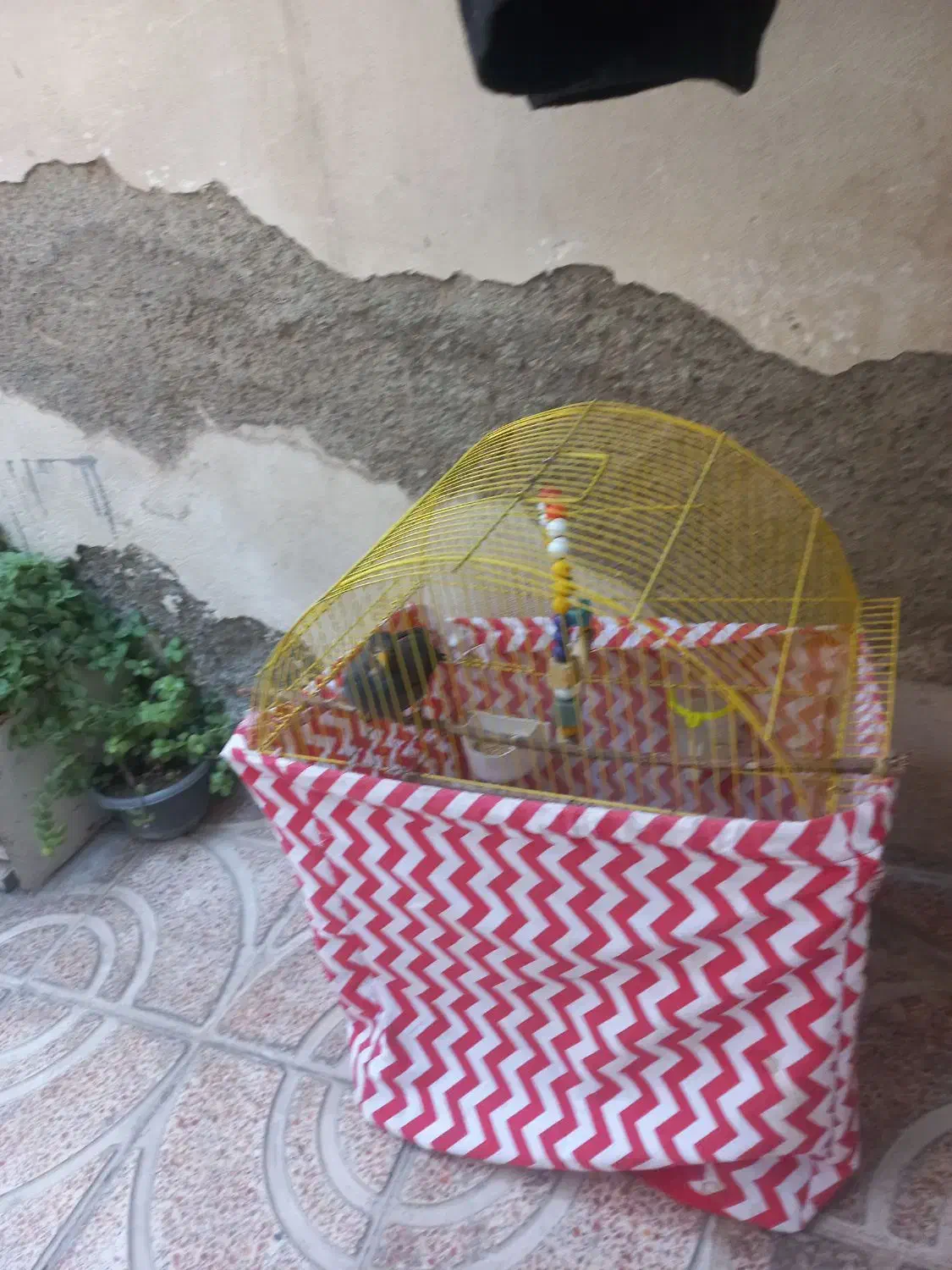 مرغ مینا با قفس و مطعلقات|پرنده|رباط‌کریم, رباط‌کریم|دیوار