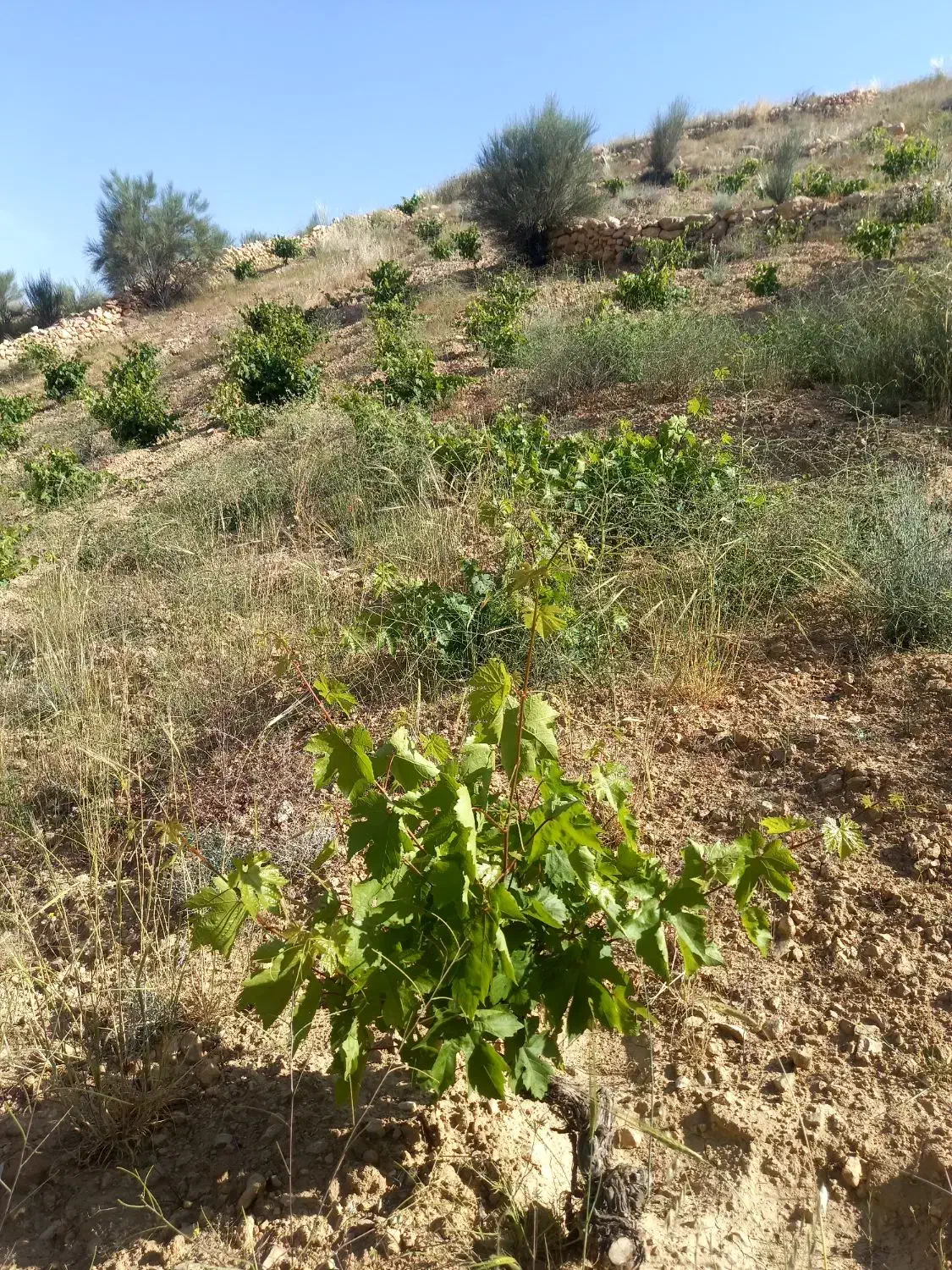فروش زمین ۱۵۰۰ متری در پایانه مسافربری سعدی|فروش زمین و ملک کلنگی|شیراز, پایانه مسافربری سعدی|دیوار