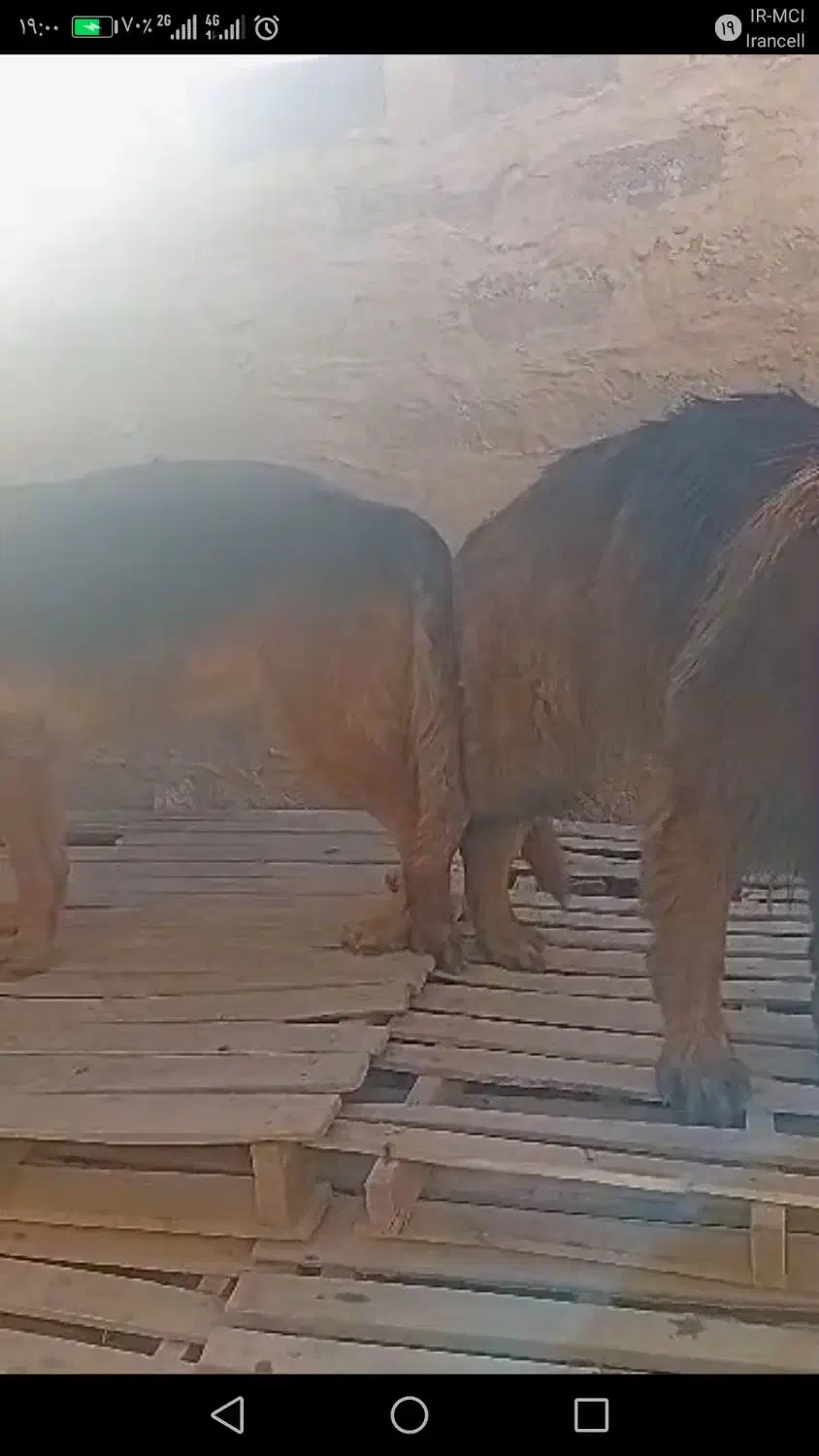 جفت سگ ژرمن نرو ماده  (ماده حامله)|سگ|آبادان, |دیوار