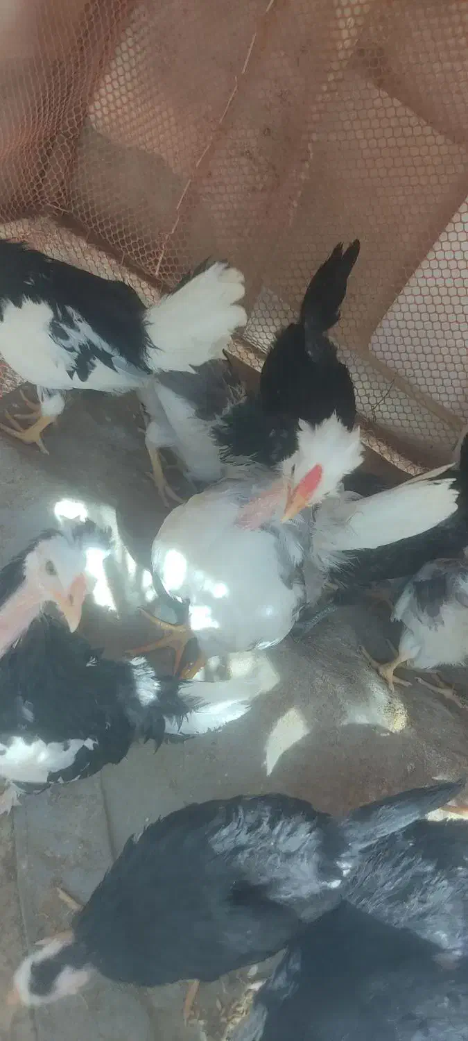 نیمچه مرغ گلین زیبا اصیل ۳.۵ ماهه|حیوانات مزرعه|کوه چنار, |دیوار