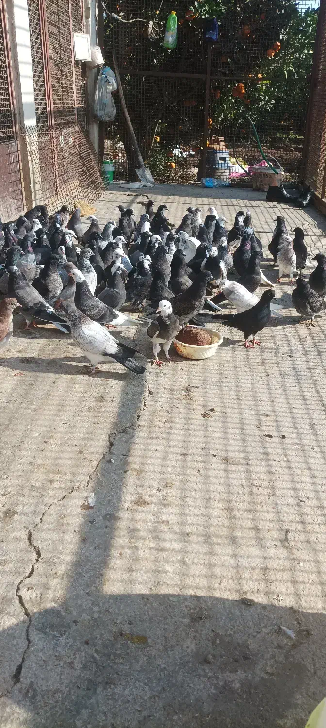 فروش کبوتر پرشی|پرنده|ساری, |دیوار