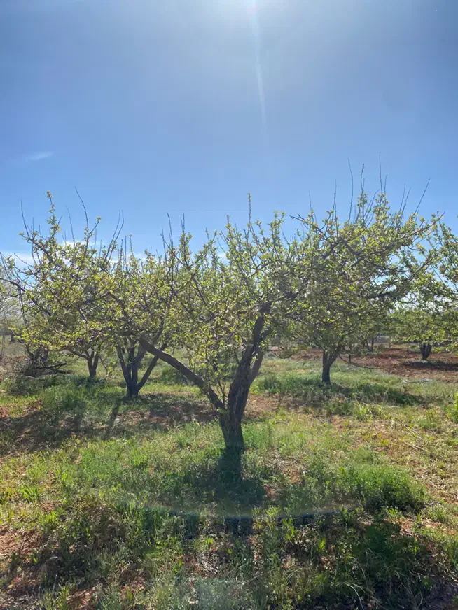 فروش باغ شهری کودیان|فروش دفتر صنعتی، کشاورزی، تجاری|شیراز, کودیان|دیوار