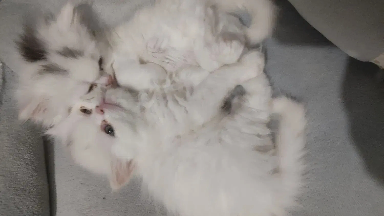 پرشین|گربه|تهران, شهرک صدرا|دیوار