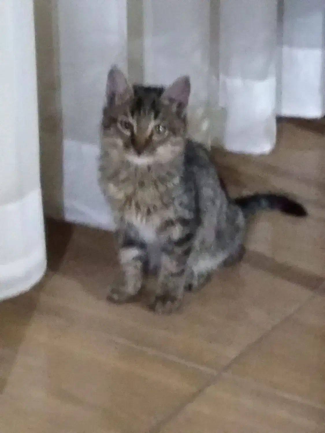 واگذاری|گربه|محمدیه-قزوین, |دیوار