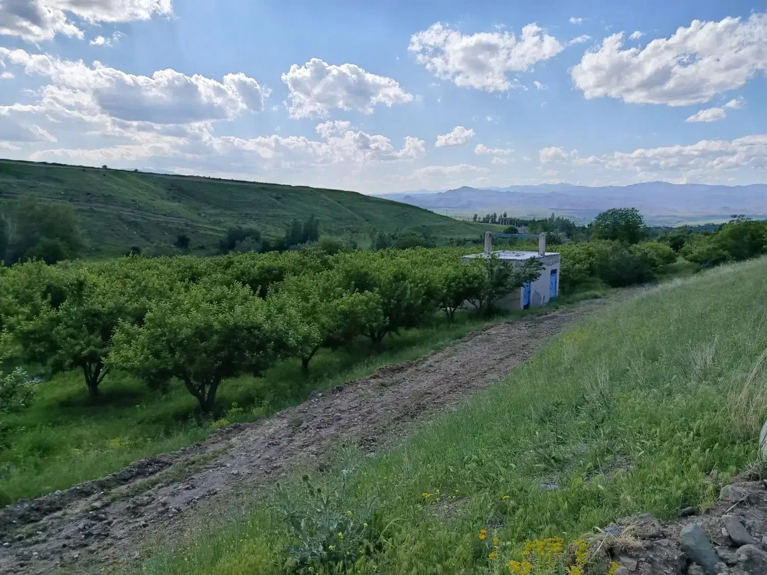 باغ سیب|فروش زمین و ملک کلنگی|مشگین شهر, |دیوار