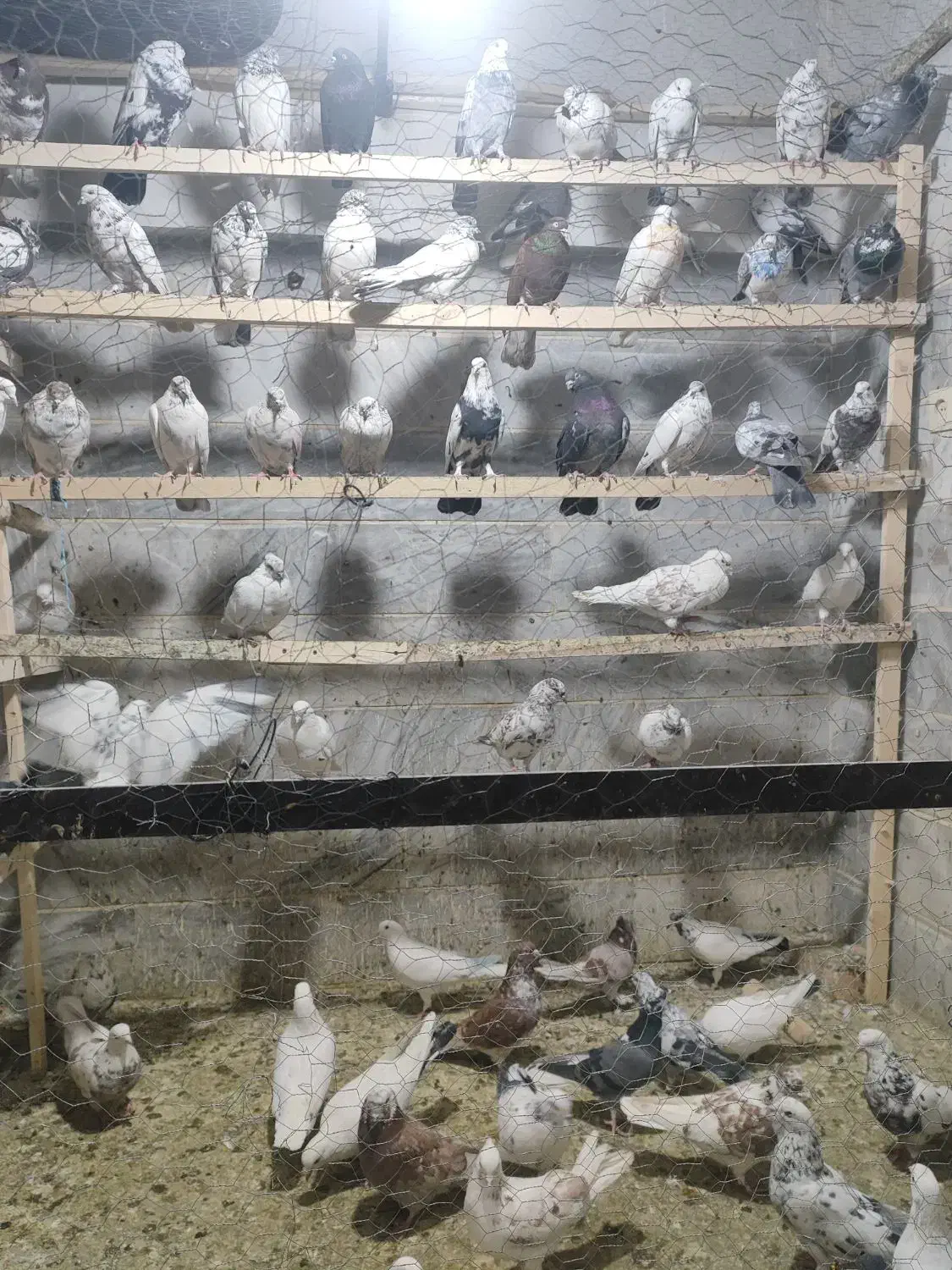 بار جدید کفتر تهران رسید|پرنده|چهارباغ, |دیوار