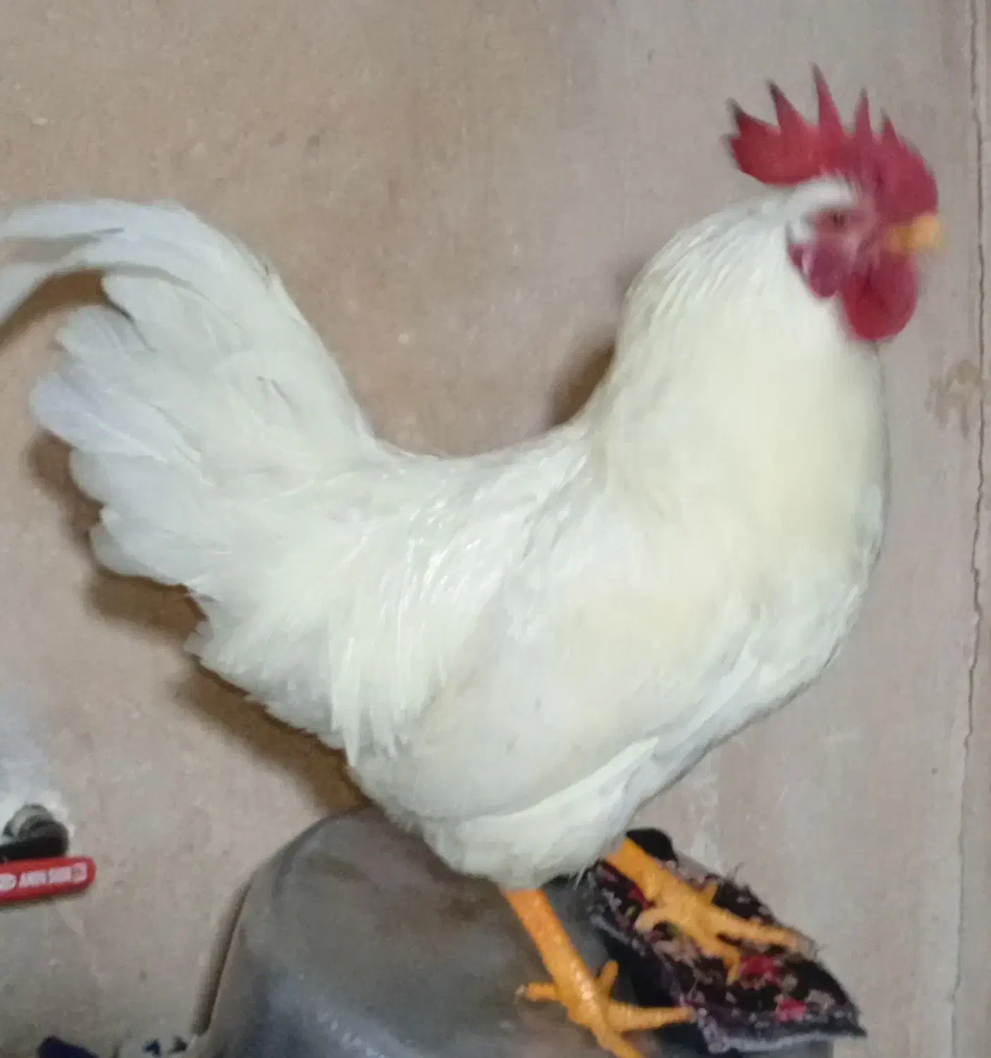 خروس|حیوانات مزرعه|صحنه, |دیوار