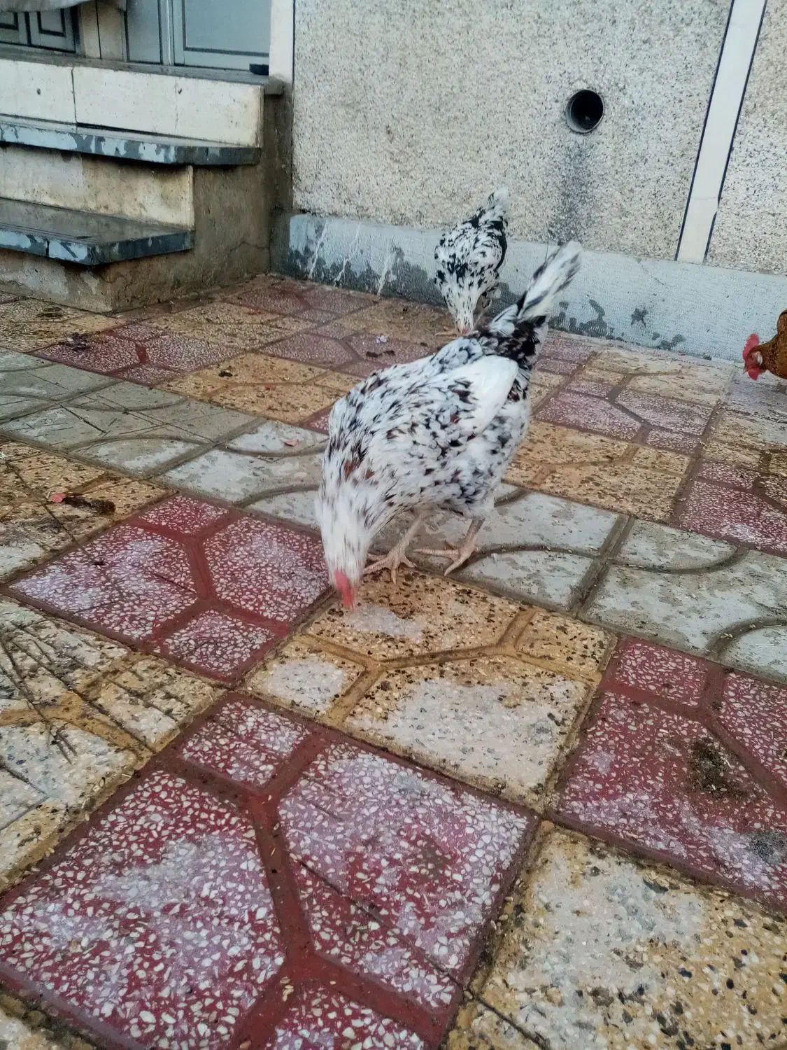 سلام مرغ تخم گذرار|حیوانات مزرعه|برازجان, |دیوار