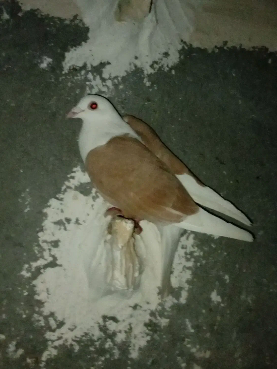 کبوتر|پرنده|فاروج, |دیوار