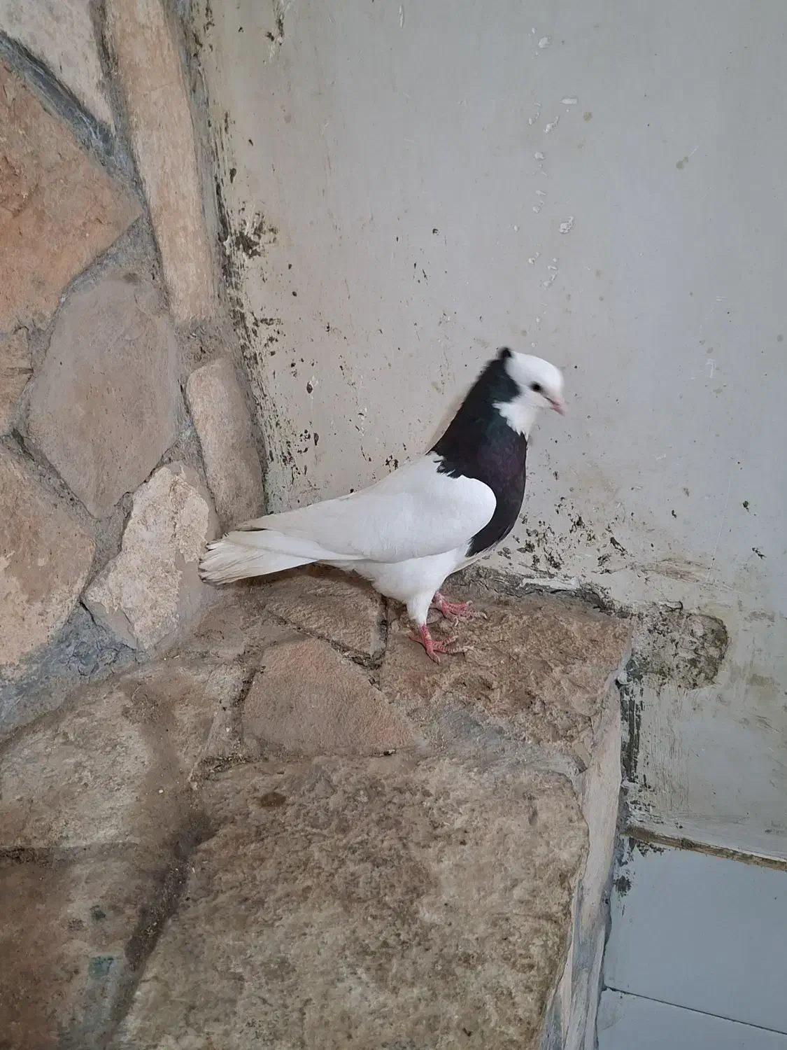 کبوتر|پرنده|مرودشت, بیست متری بیمارستان|دیوار