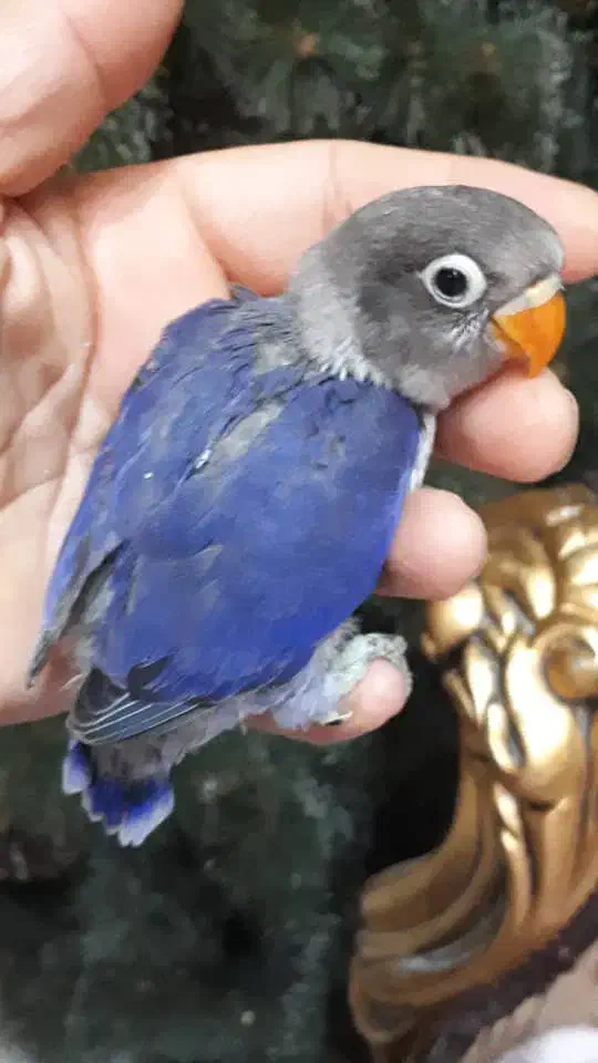 جوجه طوطی برزیلی رنگهای زیبا|پرنده|اهواز, گلستان|دیوار