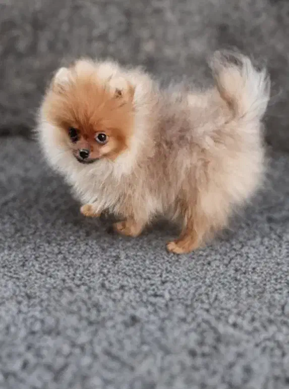 سگ‌پامر،پامرانین خرسی نر‌،پاکوتاه،فانتزی،اپارتمانی|سگ|تهران, اوقاف|دیوار