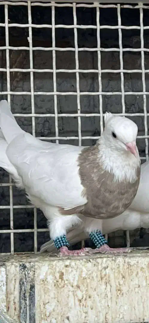 طوقی عروسک|پرنده|آبادان, |دیوار