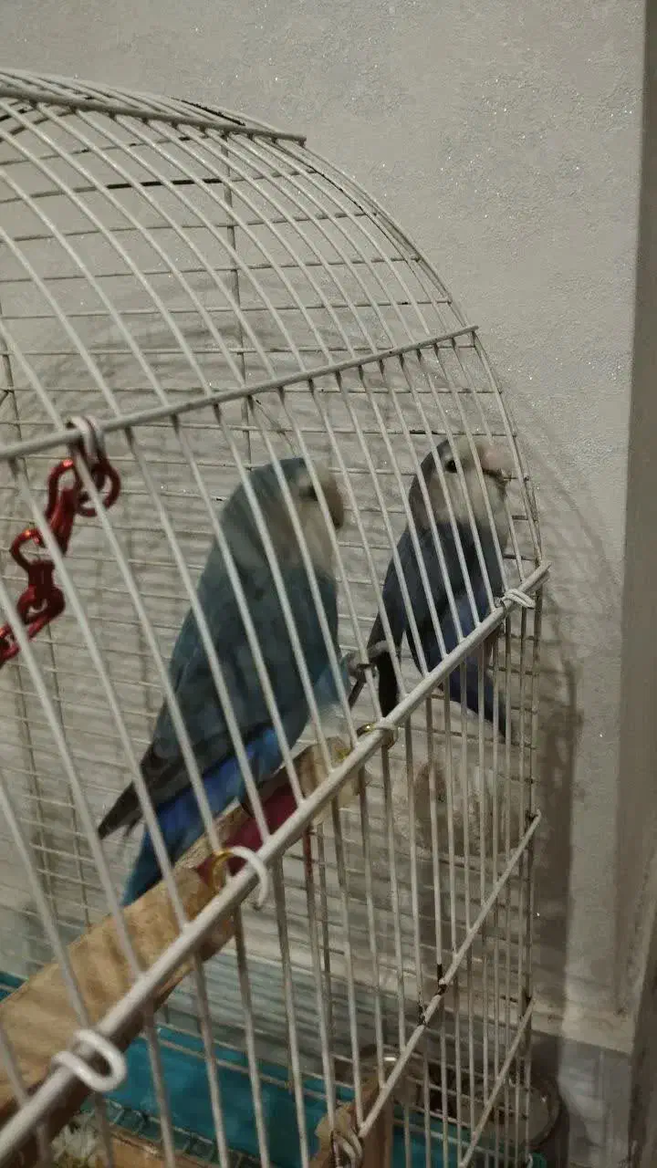 طوطی برزیلی خوش رنگ و بازیگوش|پرنده|قرچک, شهرک طلائیه|دیوار