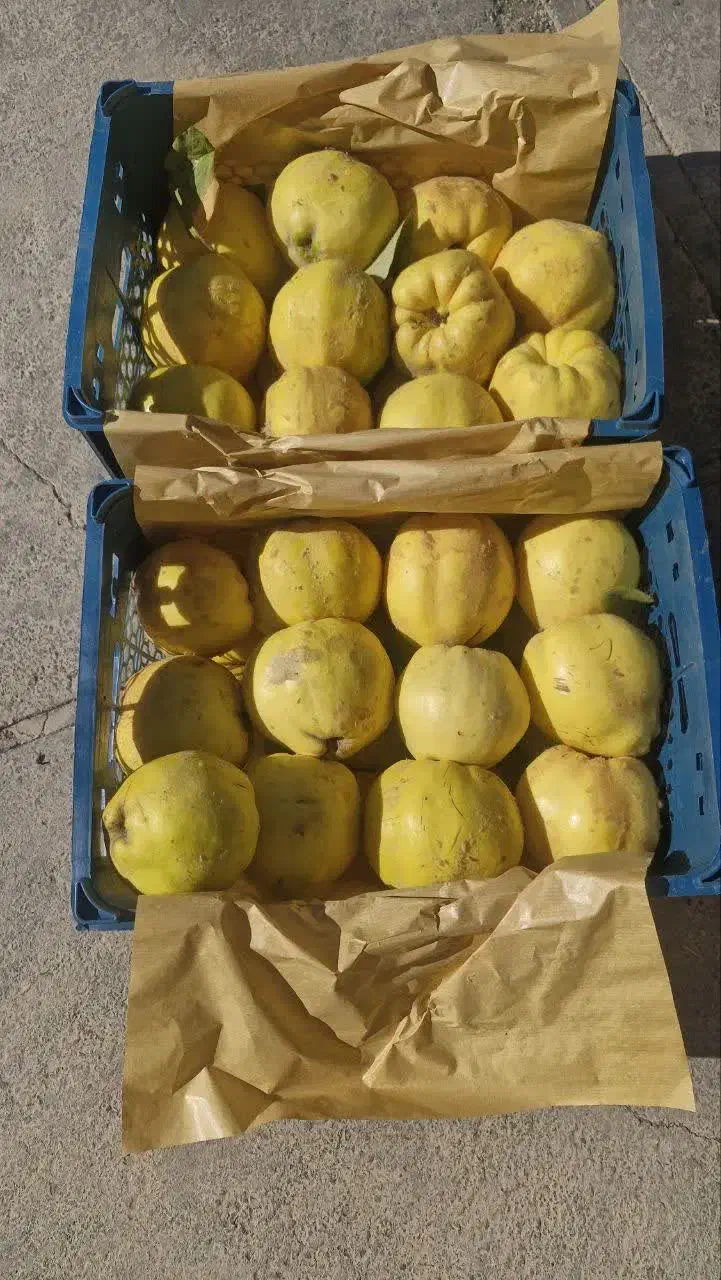 فروش زمین کشاورزی|اجارهٔ دفتر صنعتی، کشاورزی، تجاری|خرم بید, |دیوار