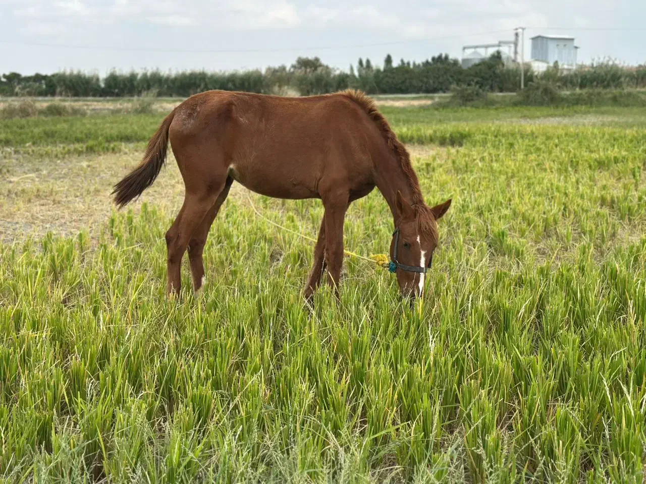 اسب ترکمن|اسب و تجهیزات اسبسواری|گرگان, |دیوار