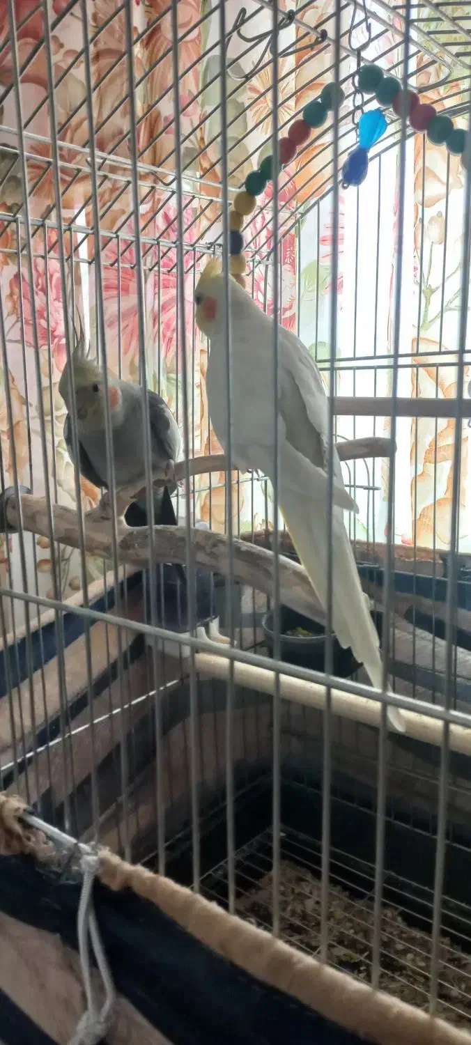 عروس هلندی|پرنده|فردوسیه, |دیوار