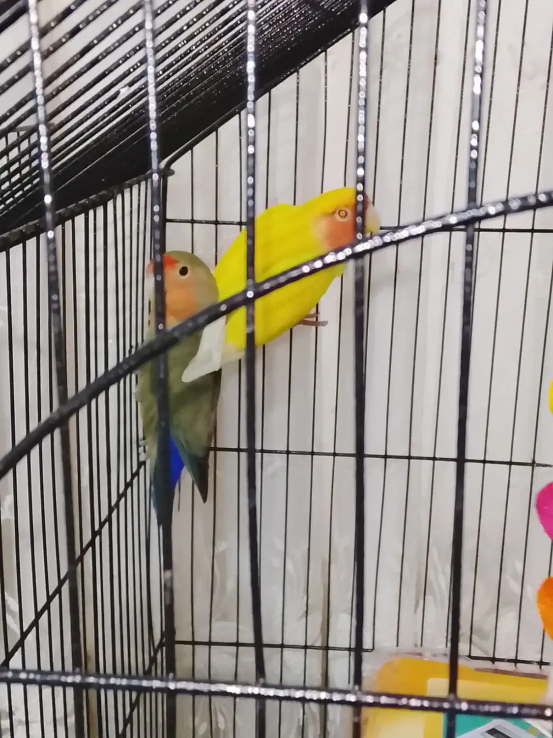 ی جفت طوطی برزیلی نروماده باقفس|پرنده|ری, سیزده آبان|دیوار