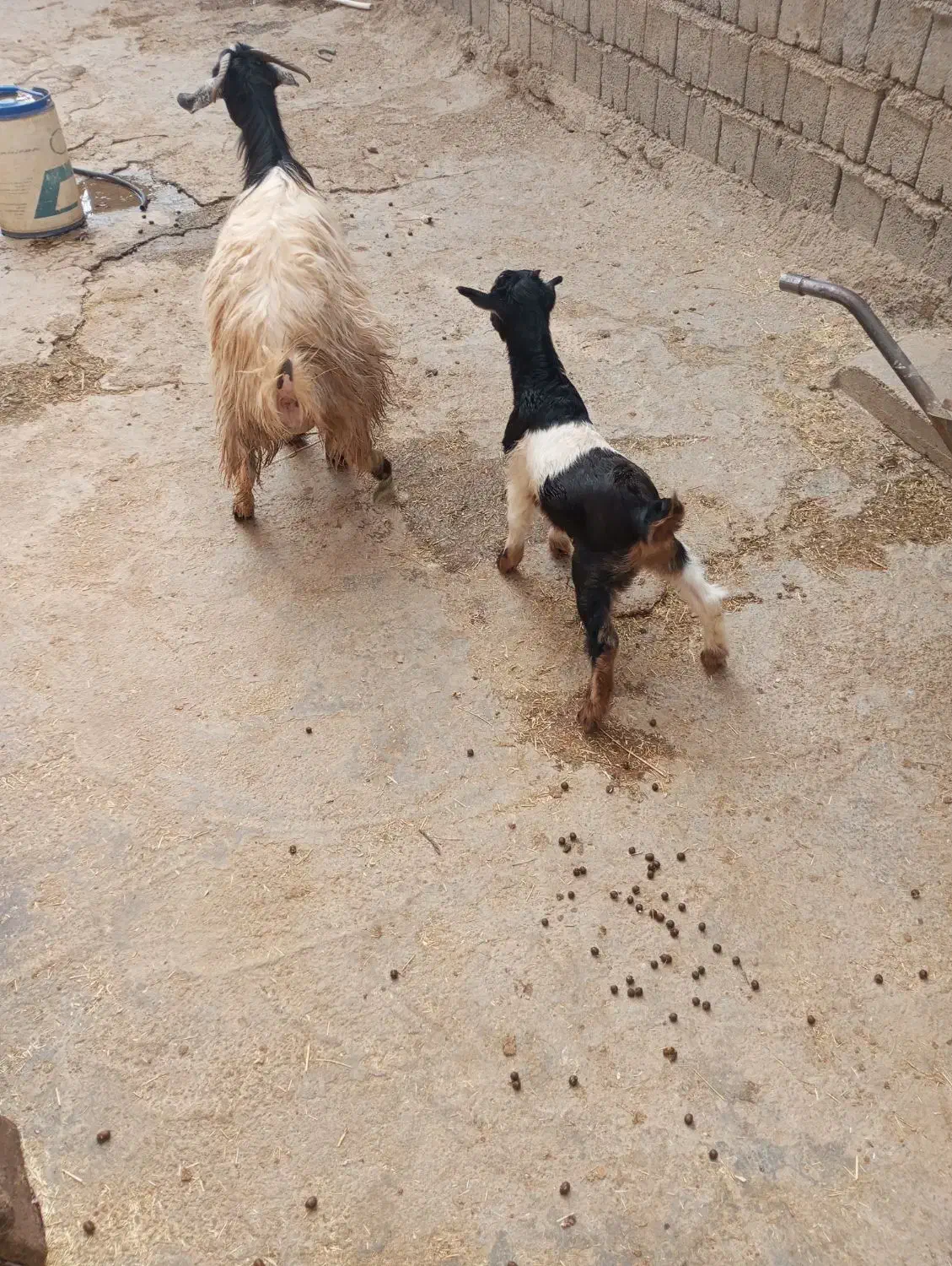 بز آبستن و بز بزغاله و گوسفنده آبستن و کاور ماده|حیوانات مزرعه|سارال, |دیوار