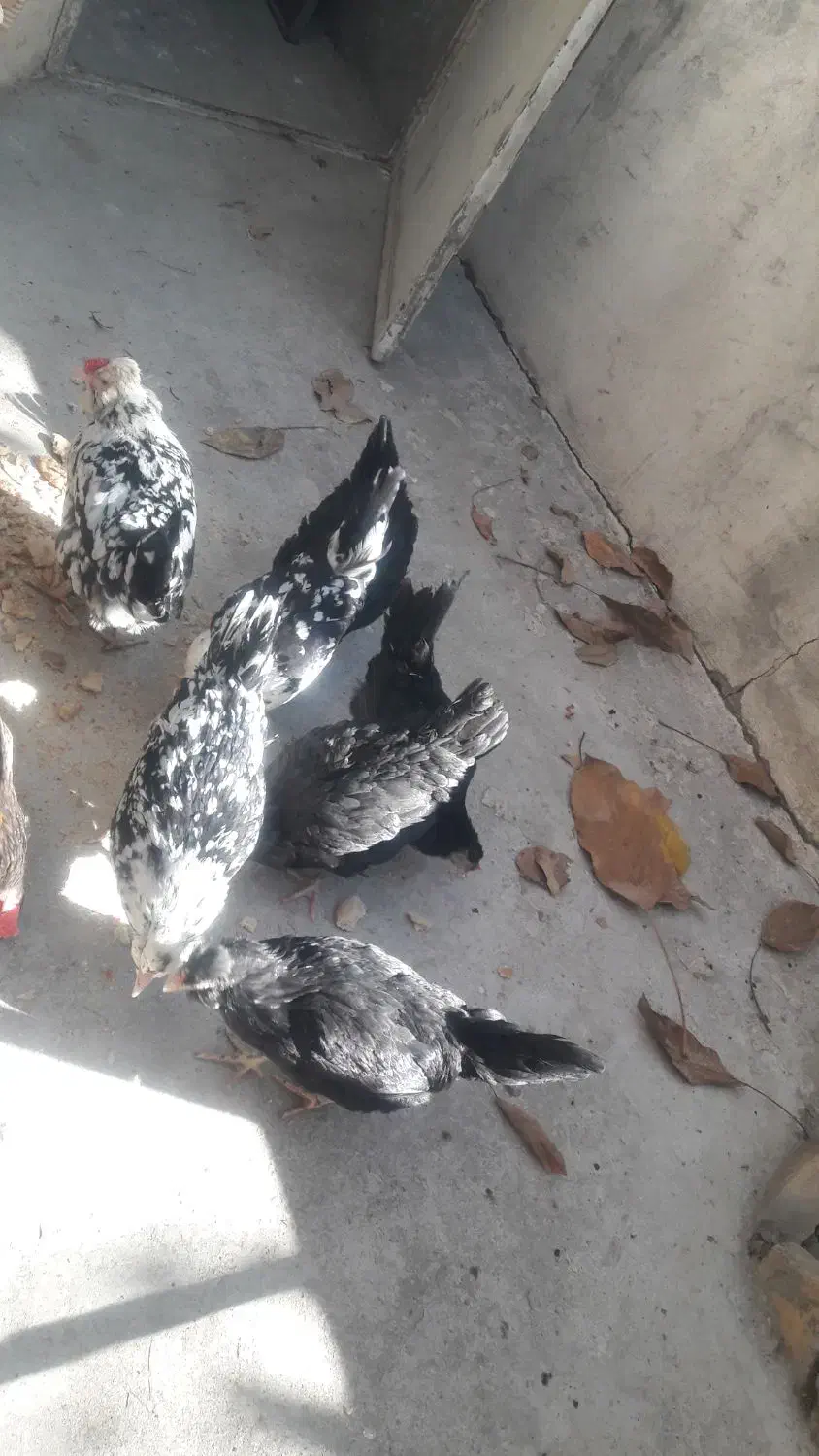 مرغ|حیوانات مزرعه|شاندیز, |دیوار