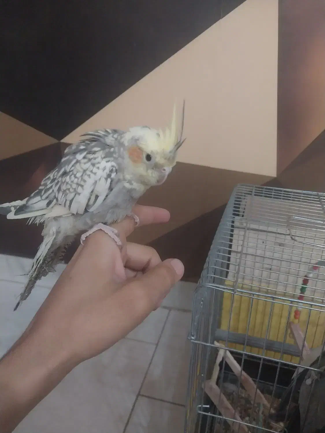 عروس هلندی ماده دستی|پرنده|محمدشهر, سیدآباد|دیوار