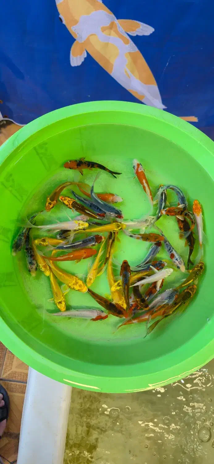 کوهاکو و یامابوکی و پلاتینیوم|ماهی|شیراز, شهرک بهار|دیوار