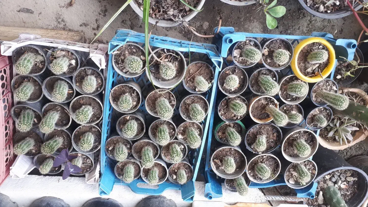 فروش گل و گیاه زیر قیمت بازار|گل و گیاه طبیعی|پرهسر, |دیوار