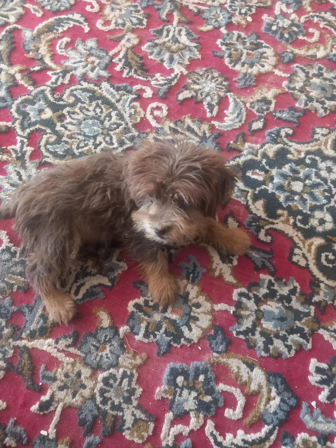 سگ پاکوتا نژاد پکینز|سگ|بردسکن, |دیوار