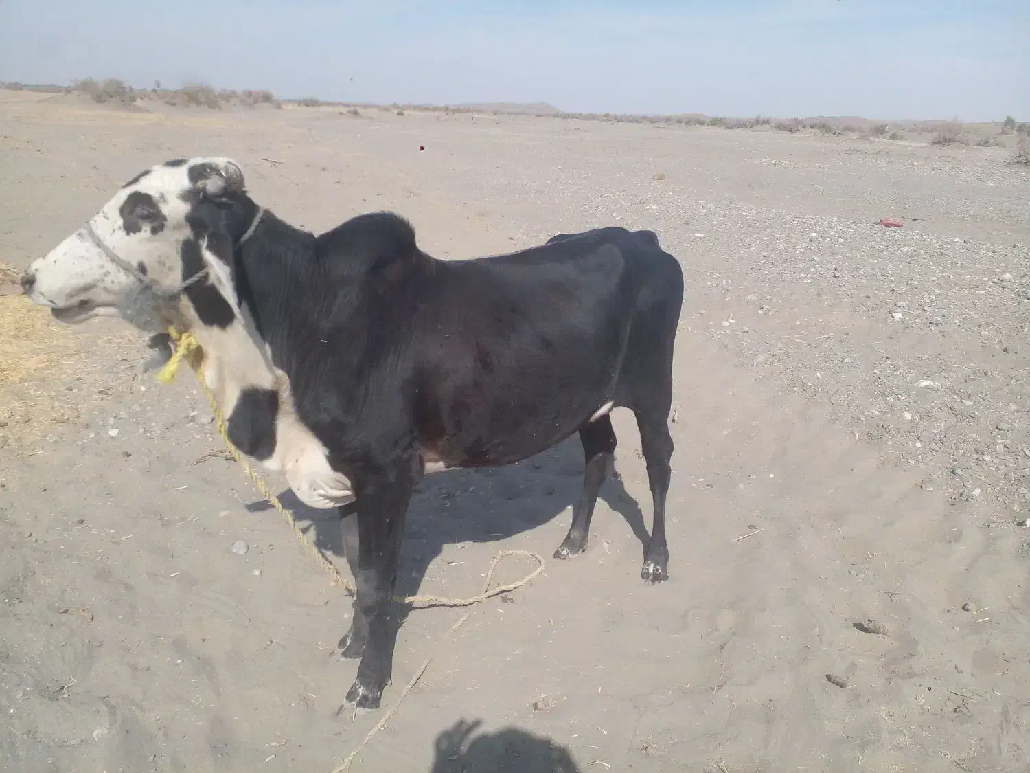 نر گاو دوساله|حیوانات مزرعه|چاه داد خدا, |دیوار