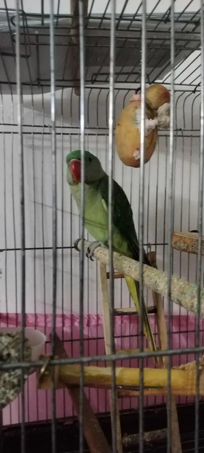 شاه طوطی|پرنده|قرچک, زیبا شهر|دیوار