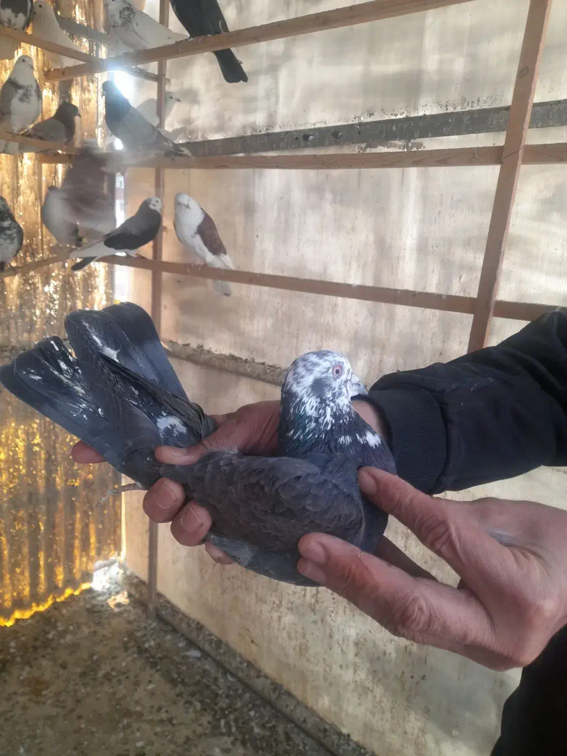 کفتر زیبا و پرشی|پرنده|تهران, دبستان|دیوار