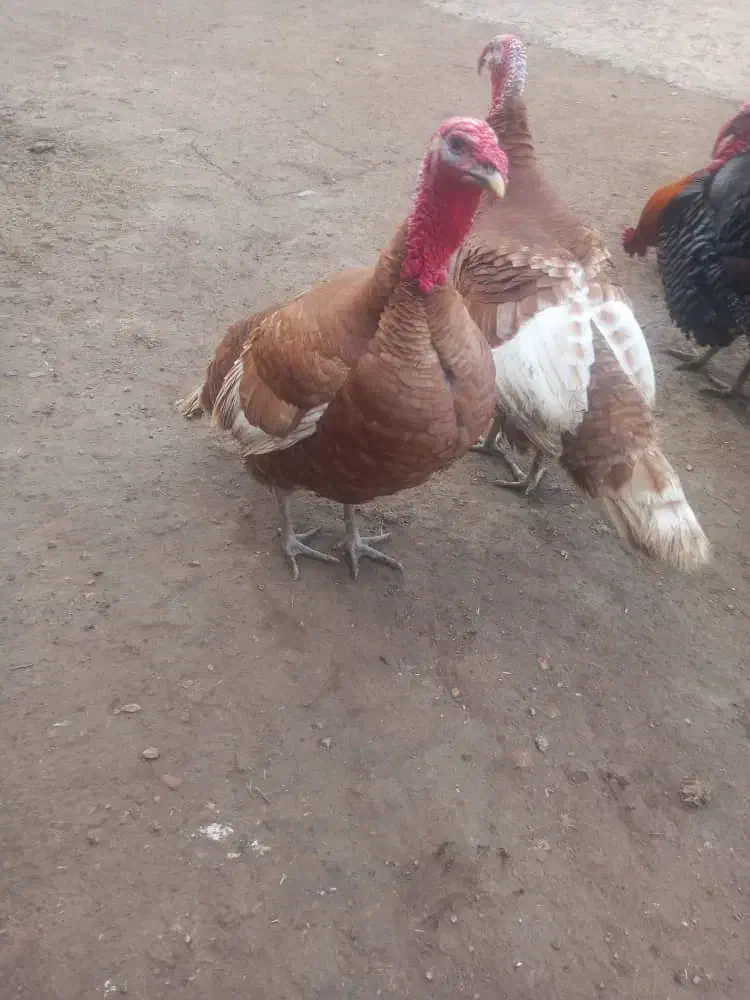 بوقلمون محلی مجاز|حیوانات مزرعه|پلدشت, |دیوار