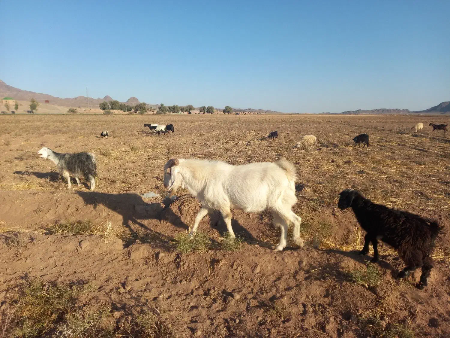 تکه سانن|حیوانات مزرعه|نهبندان, |دیوار