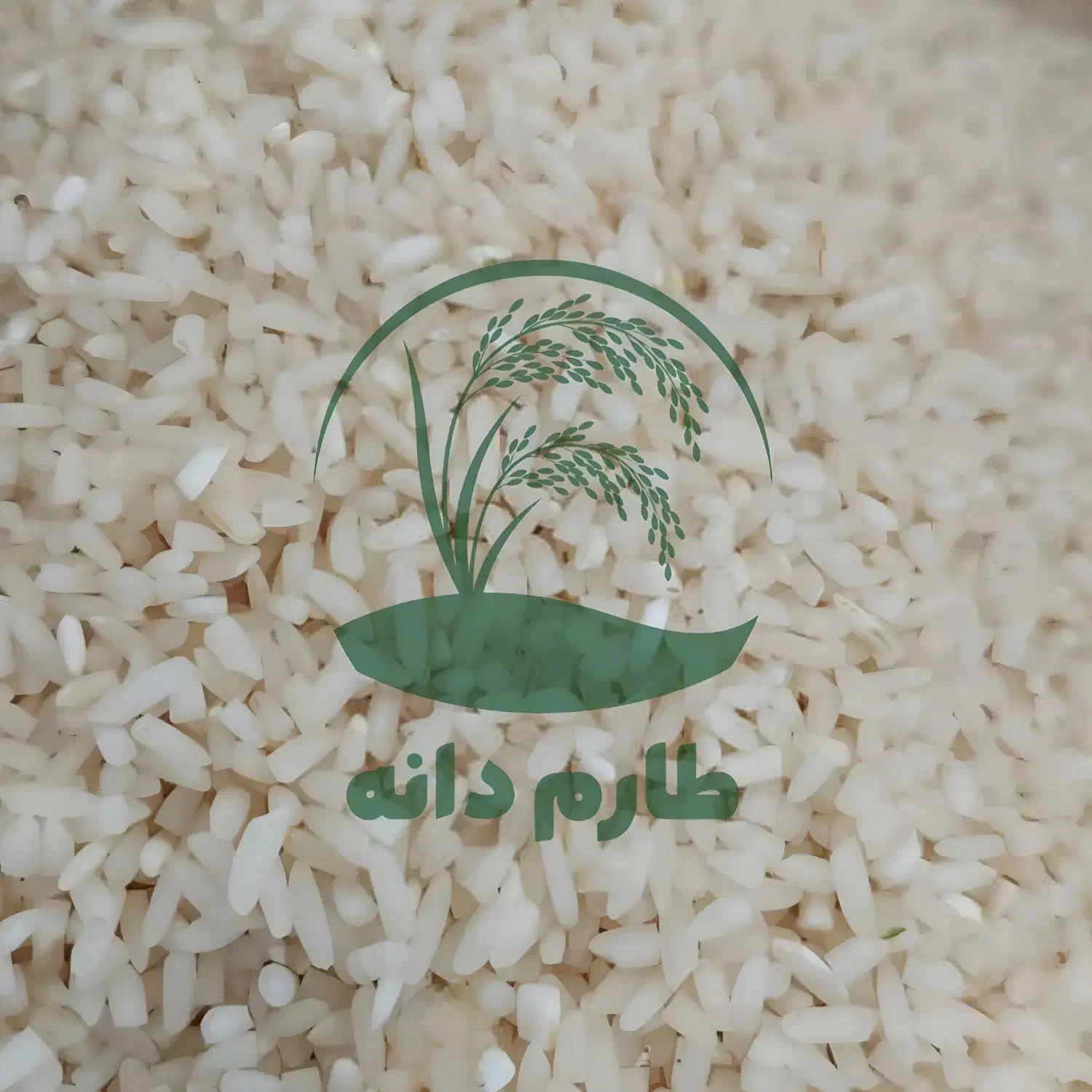 برنج طارم سرلاشه جایگزین عالی برنج خارجی|خوردنی و آشامیدنی|فریدون‌کنار, |دیوار