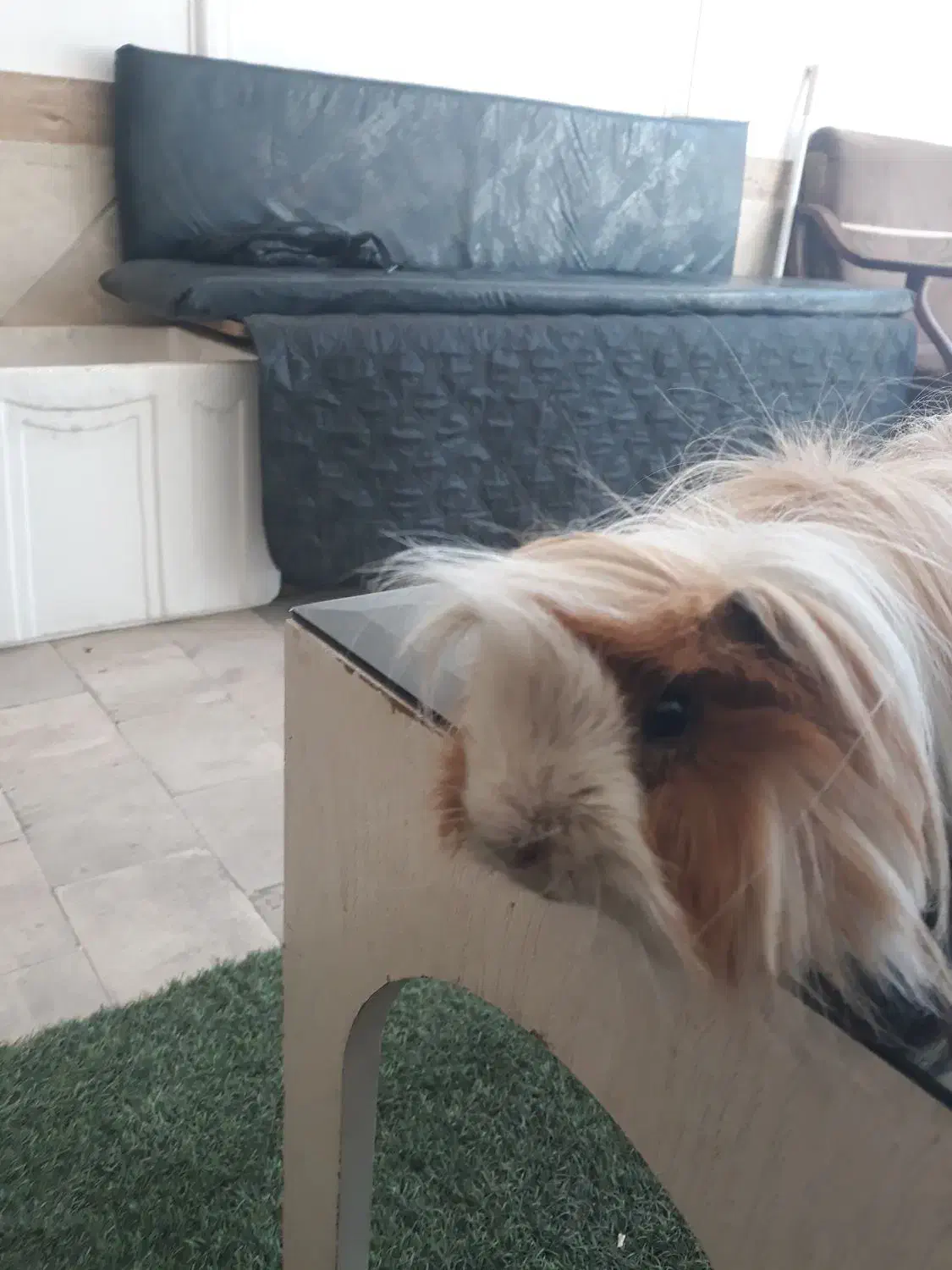 خوکجه هندی|موش و خرگوش|سبزوار, قاضی زاد|دیوار