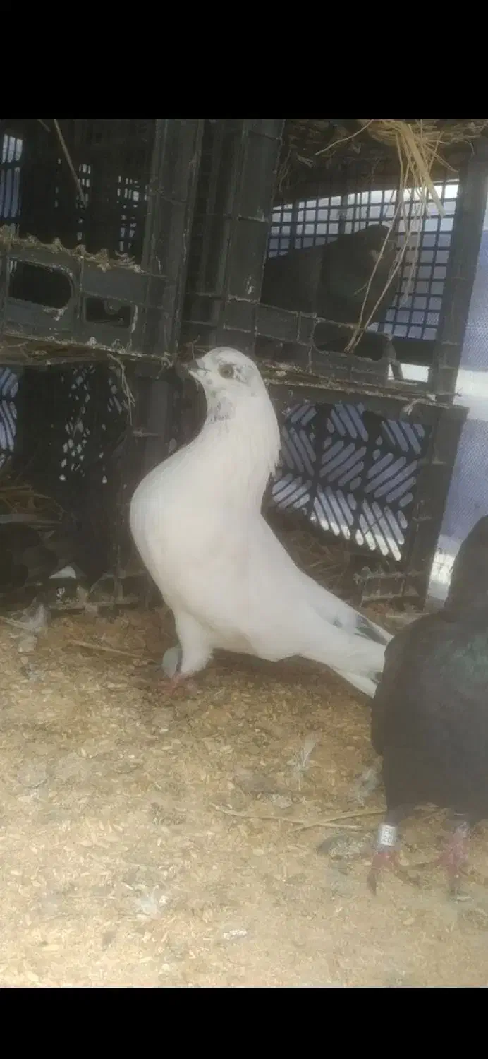 معاوضه با مسافتی|پرنده|لاهیجان, گلستان|دیوار