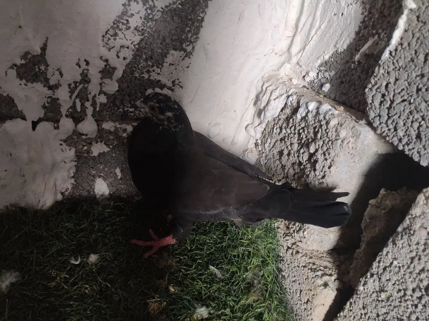 غول سیاه|پرنده|جم, |دیوار