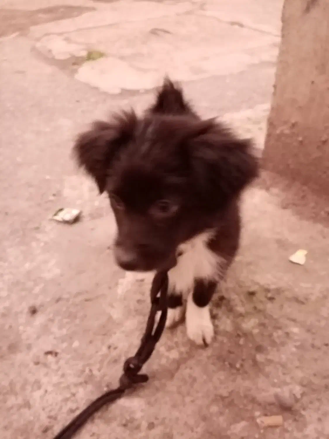 توله سگ فقط 2ماه دا ه|سگ|رشت, سلیمانداراب|دیوار