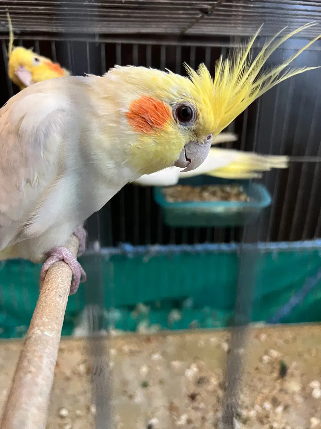 طوطی عروس هلندی مولد|پرنده|لنگرود, |دیوار