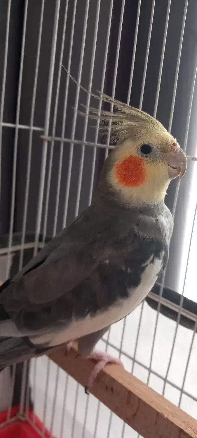 عروس هلندی|پرنده|اردبیل, |دیوار