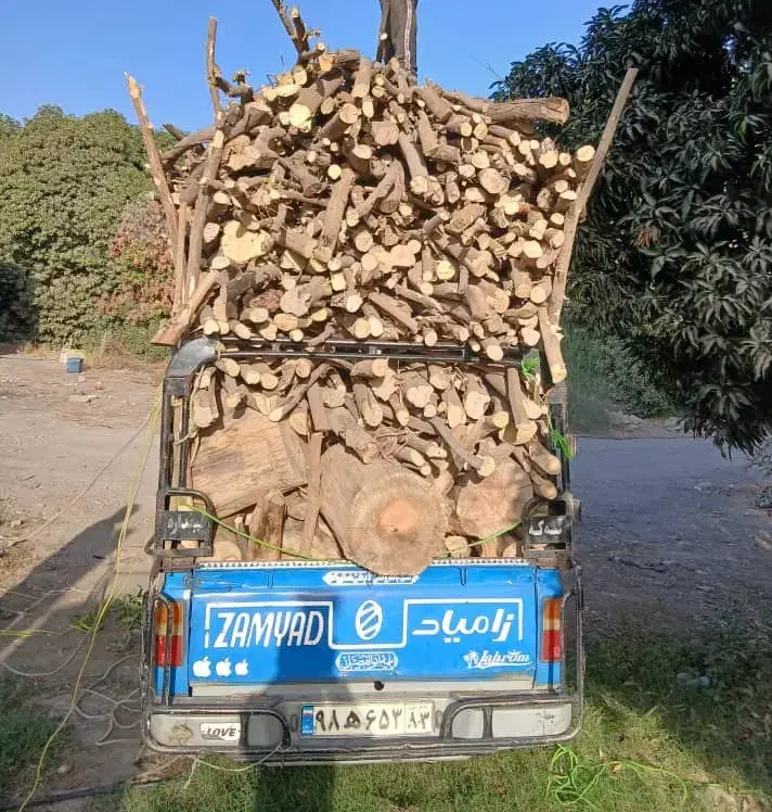 بریدن و خرید چوب لیمو از باغ دار|خدمات باغبانی و درختکاری|رودان, |دیوار