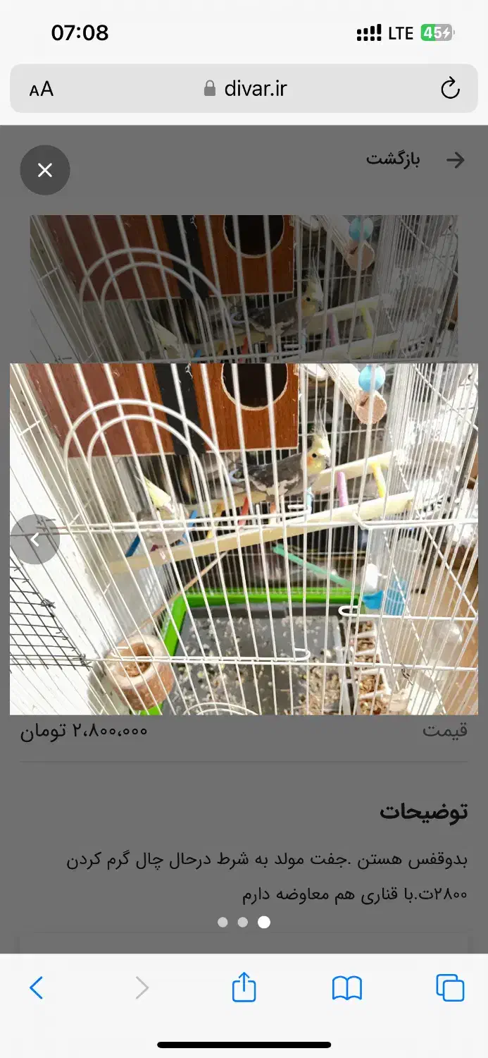 جفت عروس مولد.فوری|پرنده|شیراز, آبیاری|دیوار